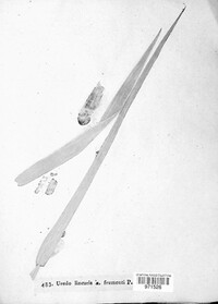 Uredo linearis image
